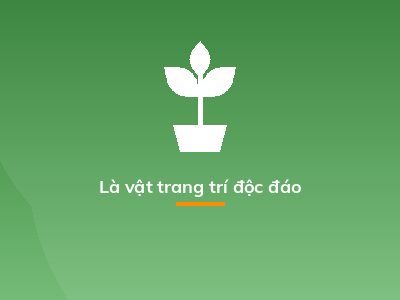 Là vật trang trí độc đáo
