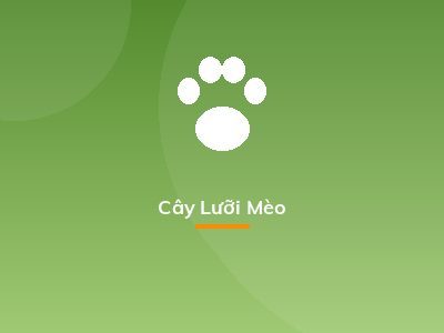 Cây Lưỡi Mèo