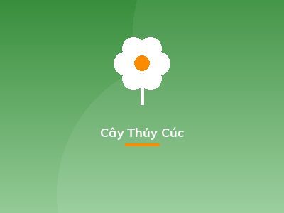 Cây Thủy Cúc