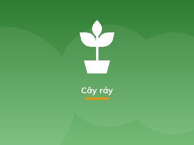 Cây ráy