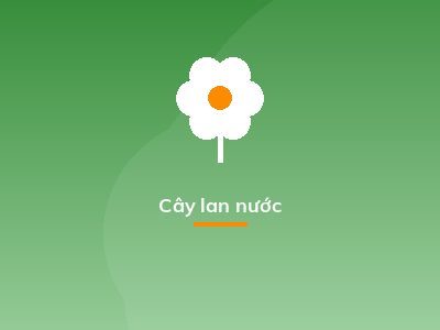 Cây lan nước