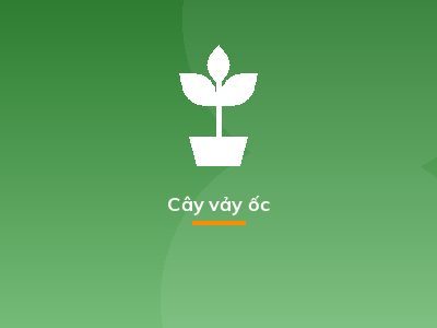 Cây vảy ốc