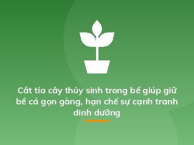Cắt tỉa cây thủy sinh trong bể giúp giữ bể cá gọn gàng, hạn chế sự cạnh tranh dinh dưỡng