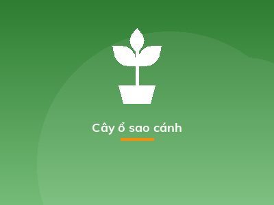 Cây ổ sao cánh