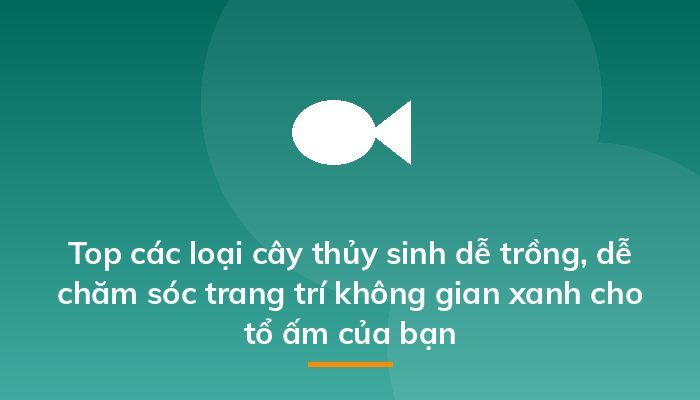 Top các loại cây thủy sinh dễ trồng, dễ chăm sóc trang trí không gian xanh cho tổ ấm của bạn