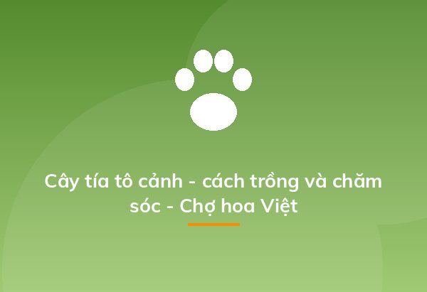 Cây tía tô cảnh - cách trồng và chăm sóc - Chợ hoa Việt