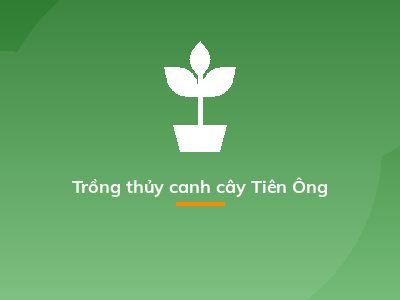 Trồng thủy canh cây Tiên Ông