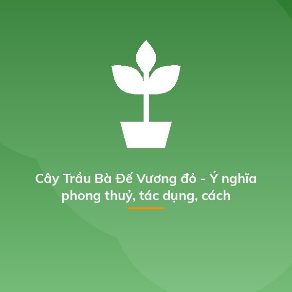 Cây Trầu Bà Đế Vương đỏ - Ý nghĩa phong thuỷ, tác dụng, cách