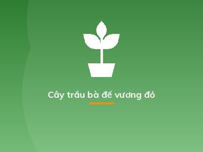Cây trầu bà đế vương đỏ