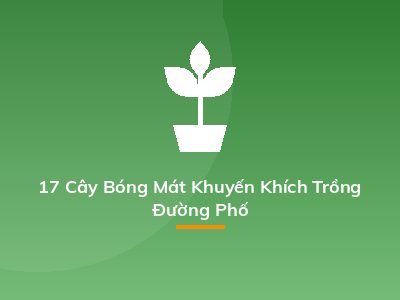 17 Cây Bóng Mát Khuyến Khích Trồng Đường Phố