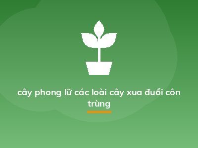 cây phong lữ các loài cây xua đuổi côn trùng