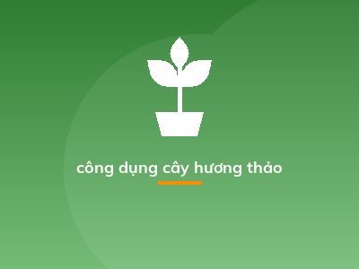công dụng cây hương thảo
