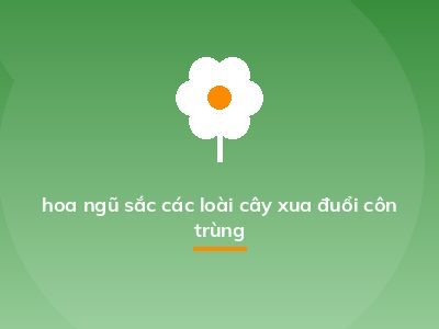 hoa ngũ sắc các loài cây xua đuổi côn trùng