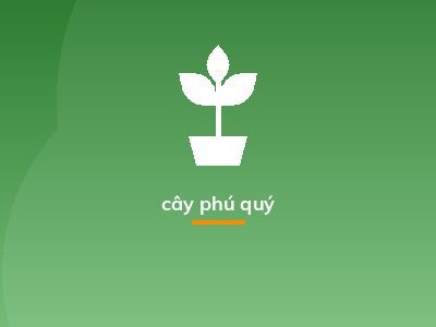 cây phú quý