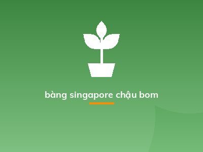 bàng singapore chậu bom