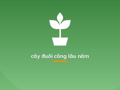 cây đuôi công lâu năm