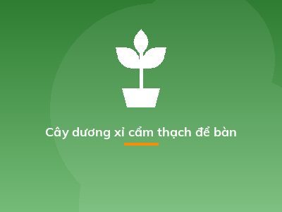 Cây dương xỉ cẩm thạch để bàn
