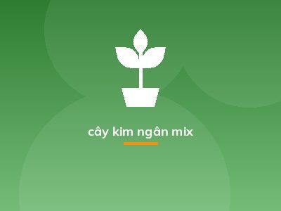 cây kim ngân mix