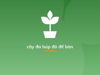cây đa búp đỏ để bàn