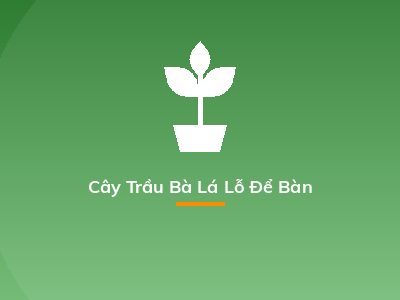Cây Trầu Bà Lá Lỗ Để Bàn