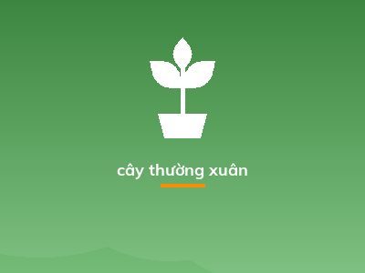 cây thường xuân
