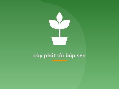 cây phát tài búp sen
