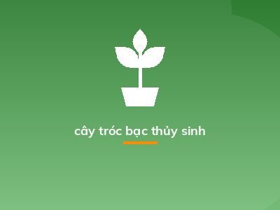 cây tróc bạc thủy sinh