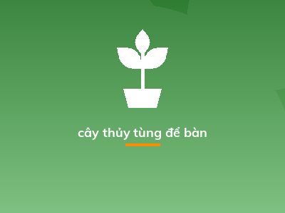 cây thủy tùng để bàn