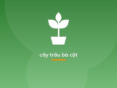 cây trầu bà cột