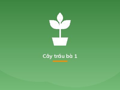 Cây trầu bà 1