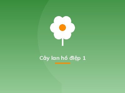 Cây lan hồ điệp 1