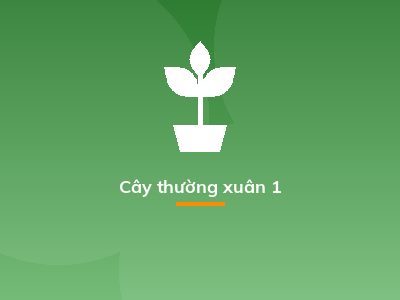 Cây thường xuân 1