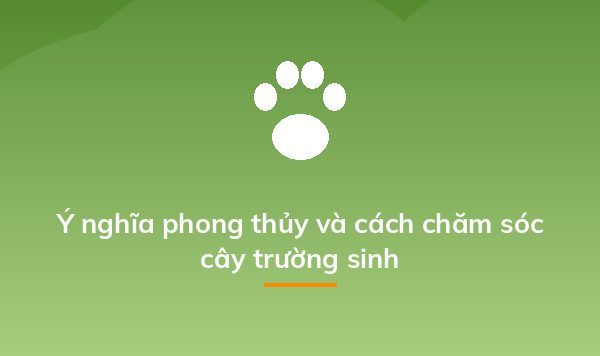 Ý nghĩa phong thủy và cách chăm sóc cây trường sinh