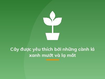 Cây được yêu thích bởi những cành lá xanh mướt và lạ mắt