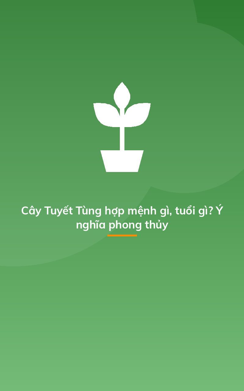 Cây Tuyết Tùng hợp mệnh gì, tuổi gì? Ý nghĩa phong thủy