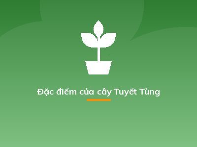 Đặc điểm của cây Tuyết Tùng