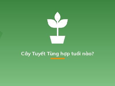 Cây Tuyết Tùng hợp tuổi nào?