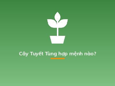 Cây Tuyết Tùng hợp mệnh nào?