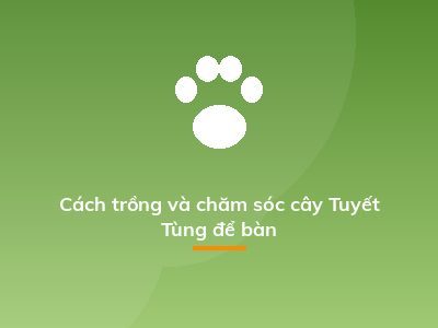 Cách trồng và chăm sóc cây Tuyết Tùng để bàn