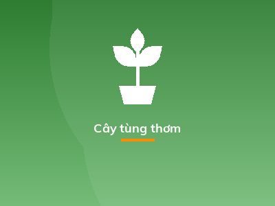 Cây tùng thơm