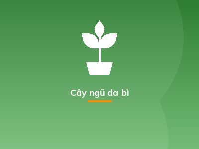 Cây ngũ da bì