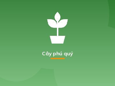 Cây phú quý