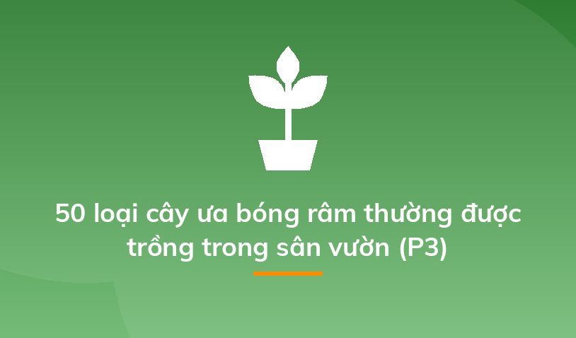 50 loại cây ưa bóng râm thường được trồng trong sân vườn (P3)