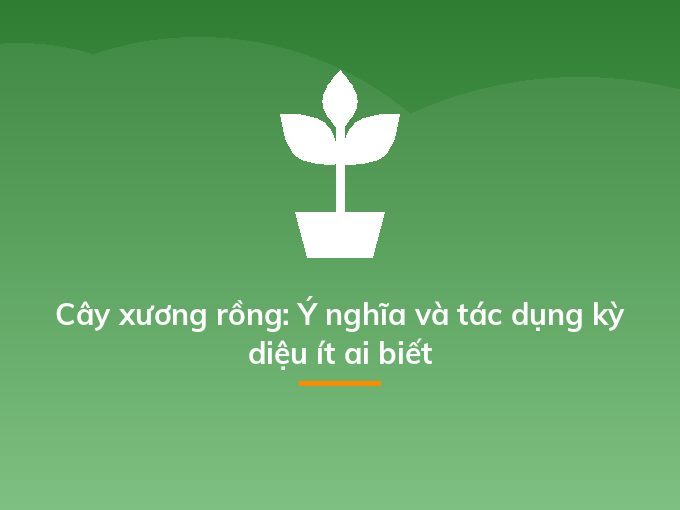Cây xương rồng: Ý nghĩa và tác dụng kỳ diệu ít ai biết