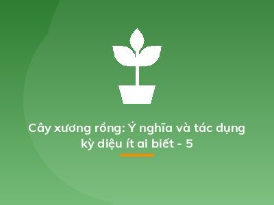 Cây xương rồng: Ý nghĩa và tác dụng kỳ diệu ít ai biết - 5