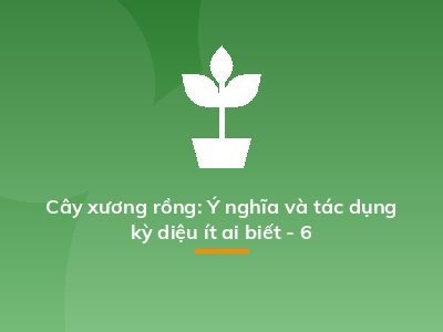 Cây xương rồng: Ý nghĩa và tác dụng kỳ diệu ít ai biết - 6