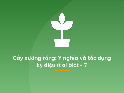 Cây xương rồng: Ý nghĩa và tác dụng kỳ diệu ít ai biết - 7
