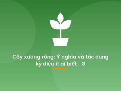 Cây xương rồng: Ý nghĩa và tác dụng kỳ diệu ít ai biết - 8