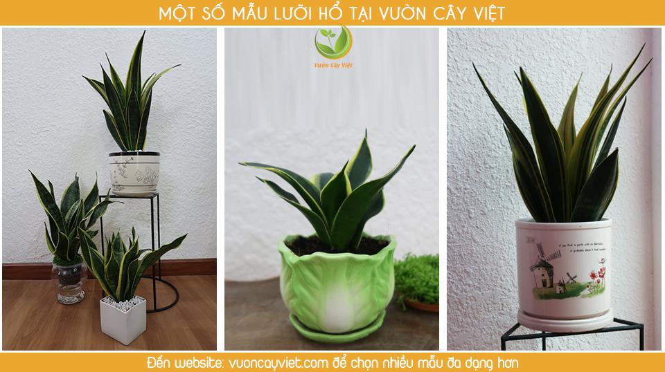 3. Các bệnh trồng cây lưỡi hổ tại nhà thường gặp