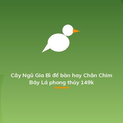 Cây Ngũ Gia Bì để bàn hay Chân Chim Bảy Lá phong thủy 149k